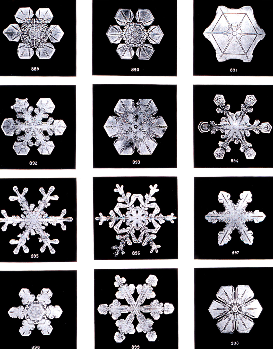 Wilson Bentley - first photographer of snowflakes